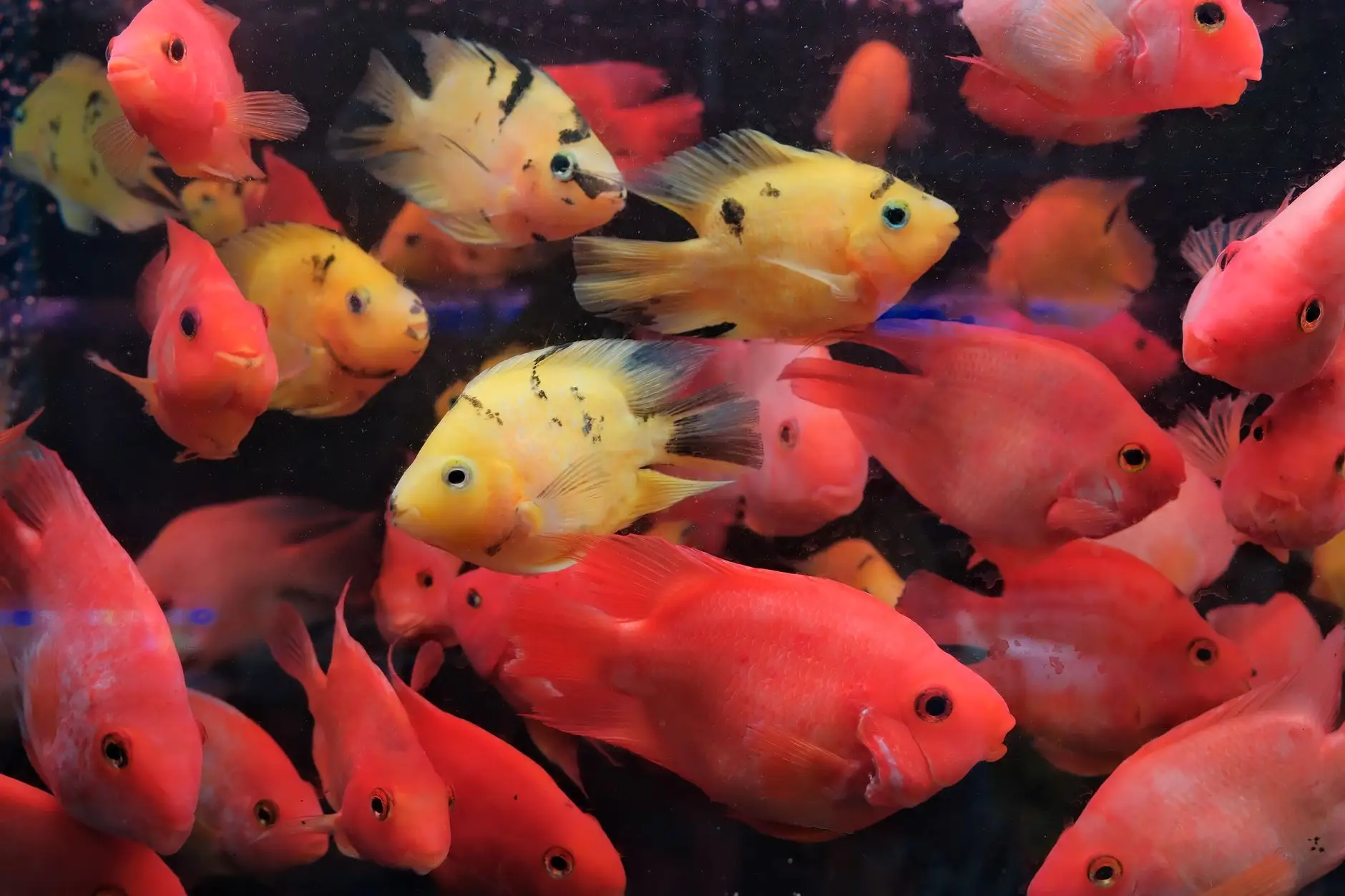 MBR膜生物反应器与一体化设备在华东农村污水项目中的组合应用